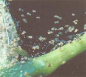 ��� - ������ � ����� ����