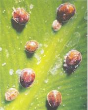 ��� - ������ � ����� ����