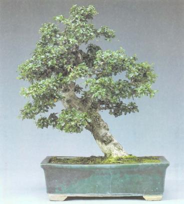 ��� - ������ � ����� ����