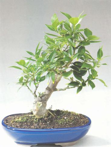 ��� - ������ � ����� ����