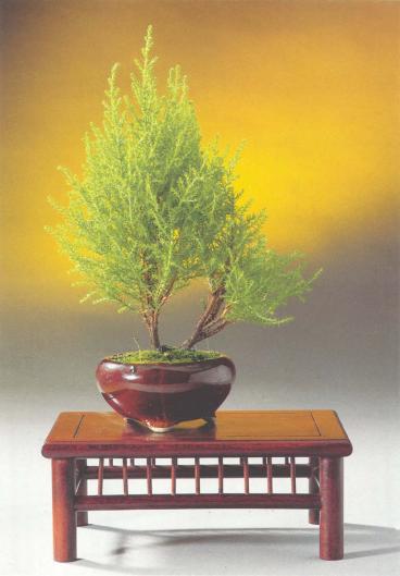 ��� - ������ � ����� ����