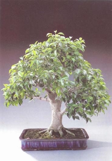 ��� - ������ � ����� ����