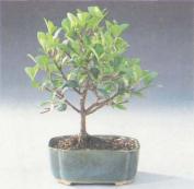 ��� - ������ � ����� ����