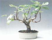 ��� - ������ � ����� ����