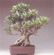 ��� - ������ � ����� ����