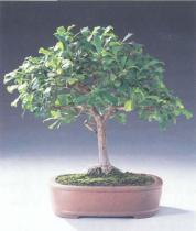 ��� - ������ � ����� ����