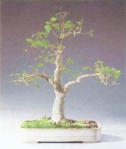 ��� - ������ � ����� ����