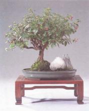 ��� - ������ � ����� ����