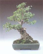 ��� - ������ � ����� ����