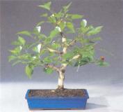 ��� - ������ � ����� ����