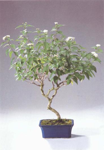 ��� - ������ � ����� ����