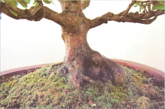 �� �� ��� - ������. ������� �����