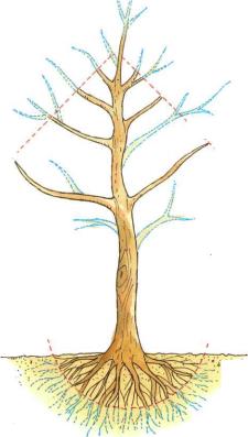 �� �� ��� - ������. ������� �����