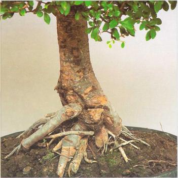 �� �� ��� - ������. ������� �����