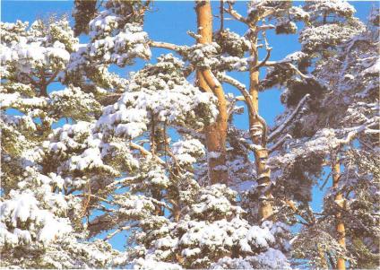 �� �� ��� - ������. ������� �����