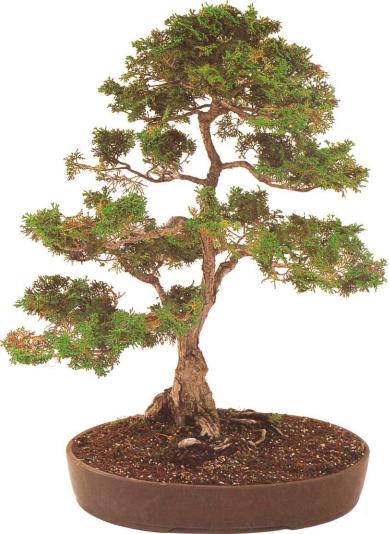 �� �� ��� - ������. ������� �����