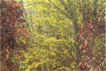 �� �� ��� - ������. ������� �����