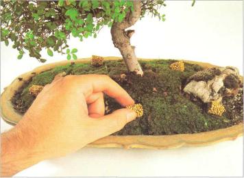 �� �� ��� - ������. ������� �����