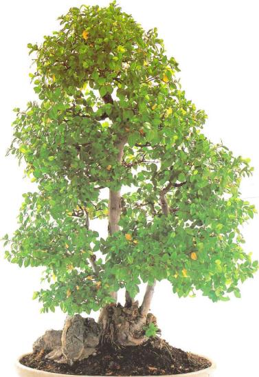 �� �� ��� - ������. ������� �����