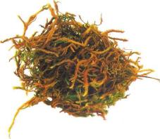 �� �� ��� - ������. ������� �����