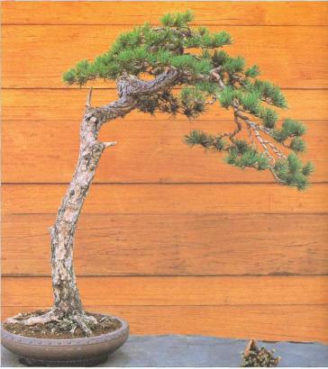 �� �� ��� - ������. ������� �����