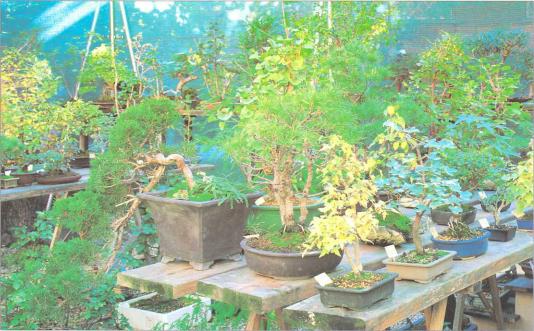 �� �� ��� - ������. ������� �����