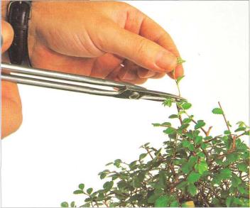 �� �� ��� - ������. ������� �����