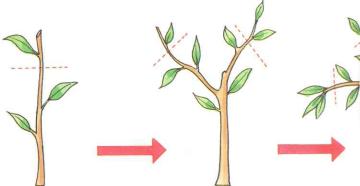 �� �� ��� - ������. ������� �����