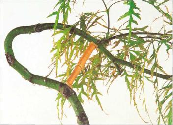 �� �� ��� - ������. ������� �����