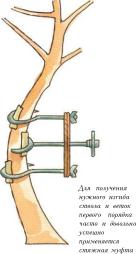 �� �� ��� - ������. ������� �����