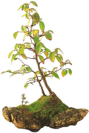 �� �� ��� - ������. ������� �����