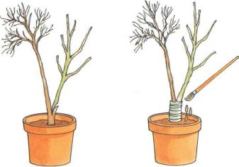 �� �� ��� - ������. ������� �����