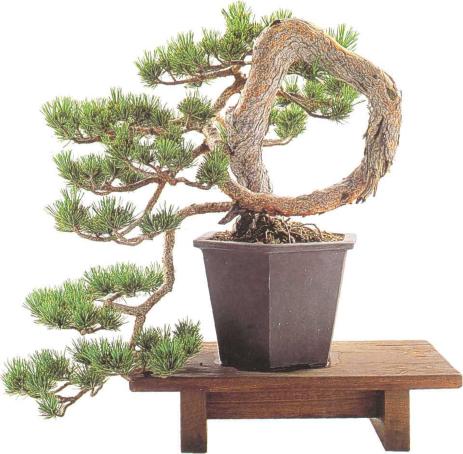 �� �� ��� - ������. ������� �����