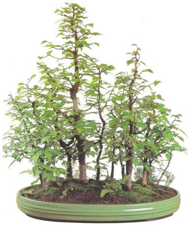 �� �� ��� - ������. ������� �����