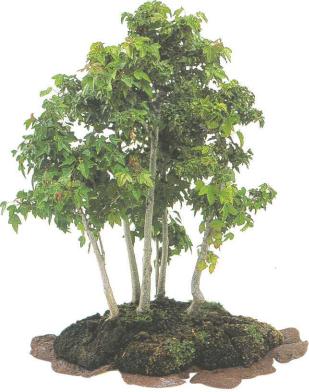 �� �� ��� - ������. ������� �����