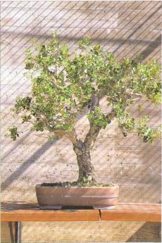 �� �� ��� - ������. ������� �����