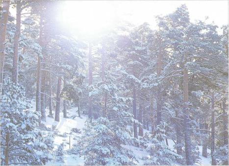 �� �� ��� - ������. ������� �����