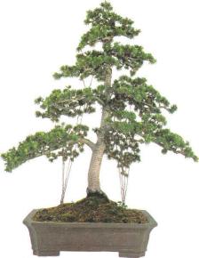 �� �� ��� - ������. ������� �����