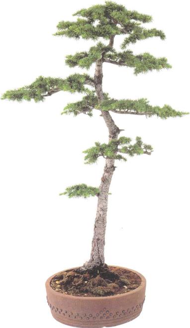 �� �� ��� - ������. ������� �����