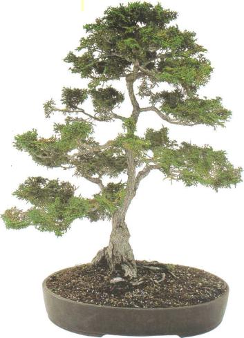 �� �� ��� - ������. ������� �����