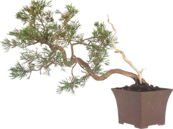 �� �� ��� - ������. ������� �����