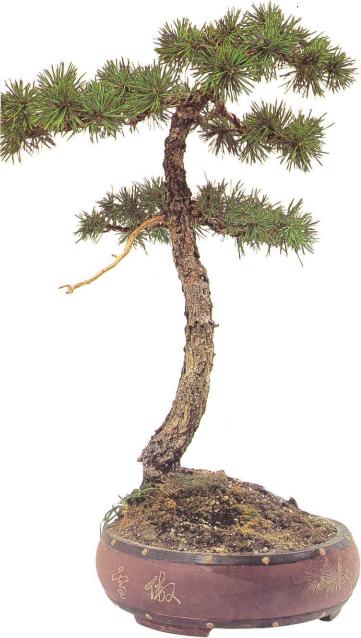 �� �� ��� - ������. ������� �����