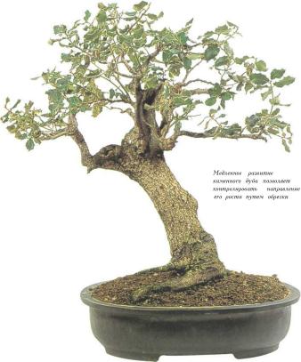 �� �� ��� - ������. ������� �����