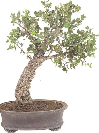 �� �� ��� - ������. ������� �����