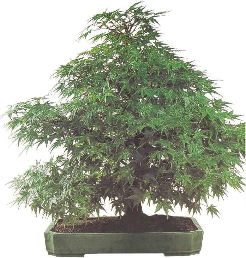 �� �� ��� - ������. ������� �����