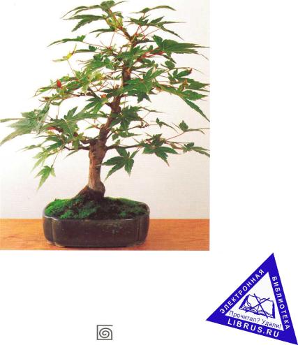 �� �� ��� - ������. ������� �����