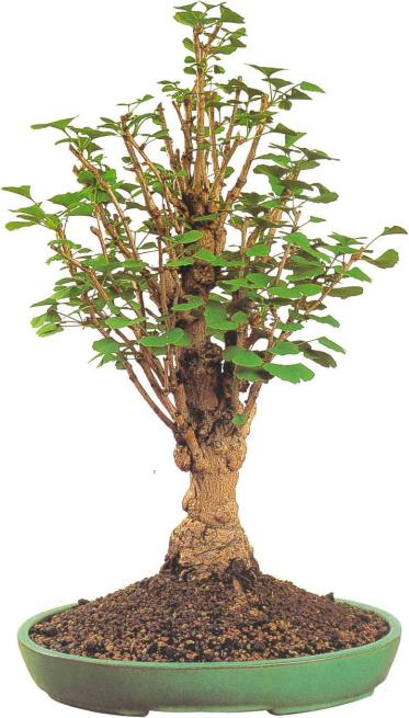 �� �� ��� - ������. ������� �����