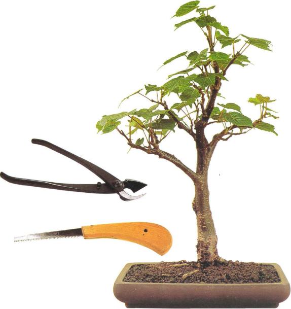 �� �� ��� - ������. ������� �����