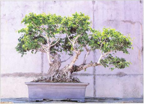 �� �� ��� - ������. ������� �����