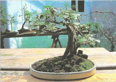 �� �� ��� - ������. ������� �����